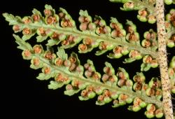 Image: P.B. Heenan © Landcare Research 2014 